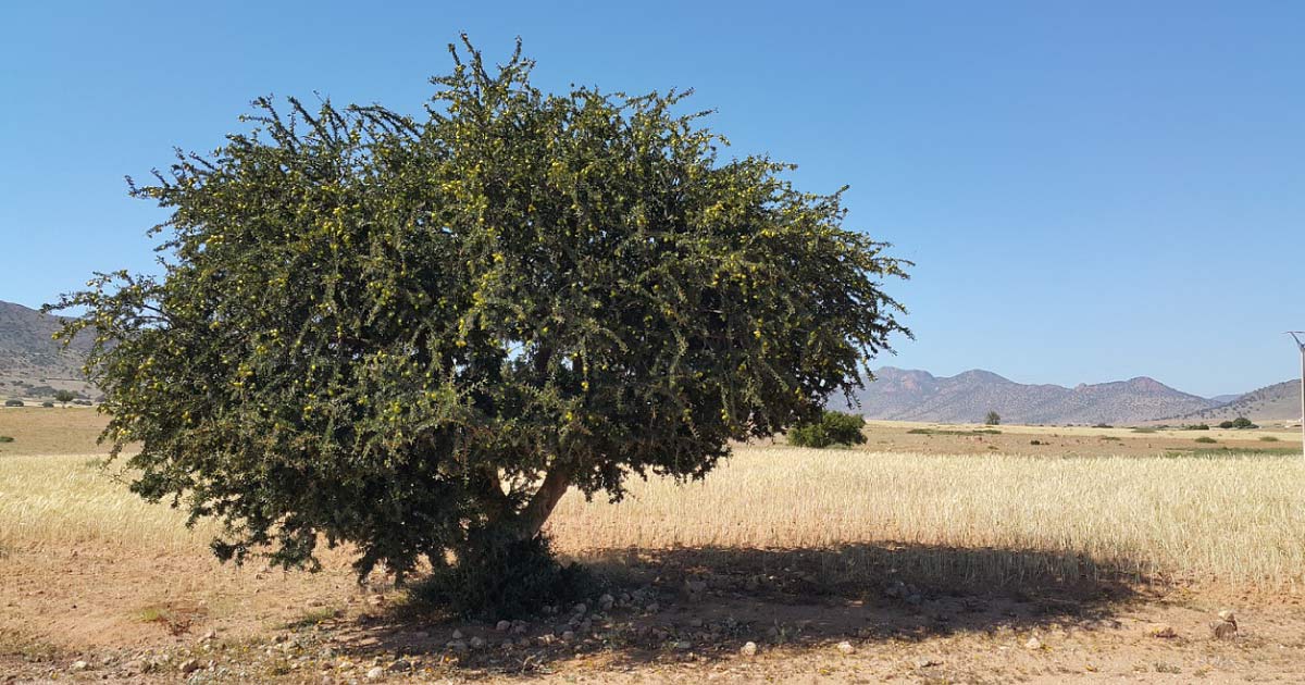 L'huile d'argan, un don de Dieu sur les terres du Maroc
