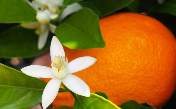 Journée de la fleur d'oranger